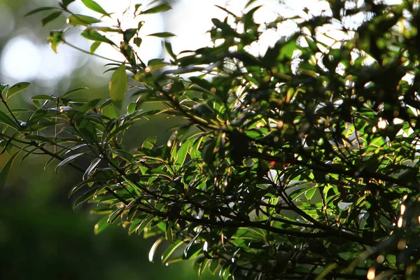 Grüner Baum Der Natur Das Blatt Des Baumes — Stockfoto