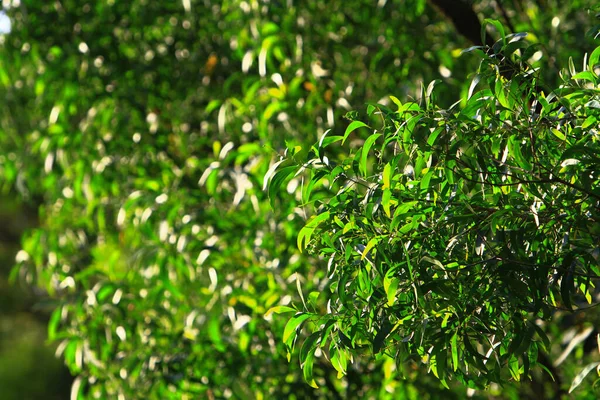 Grüner Baum Der Natur Das Blatt Des Baumes — Stockfoto
