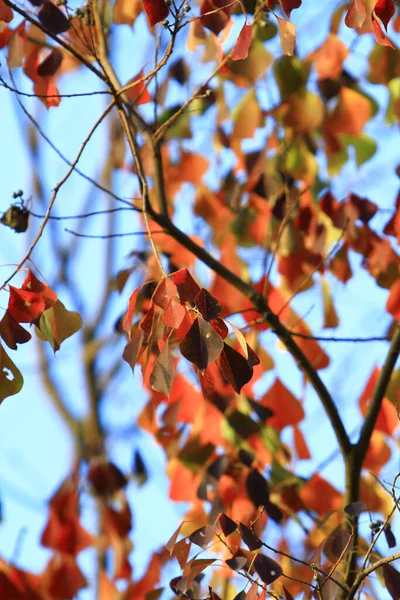 Autumn Leaf Leaves Turning Red Antumn — Photo