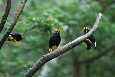 Sarı yüzlü Myna, Hong Kong parkındaki kuş.