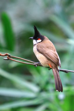Red whiskered Bulbul perching eye level on tree branch