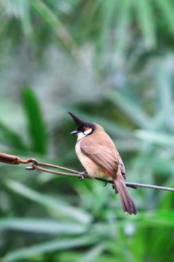 Red whiskered Bulbul perching eye level on tree branch