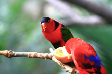 Papağan, Hong Kong Parkı 'ndaki dev kuşhanenin bir dalında dinleniyor..