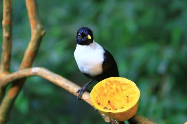 a White necked Myna at the branch hk park