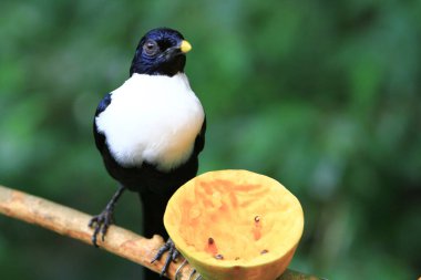 a White necked Myna at the branch hk park