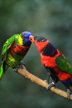 Papağan, Hong Kong Parkı 'ndaki dev kuşhanenin bir dalında dinleniyor..