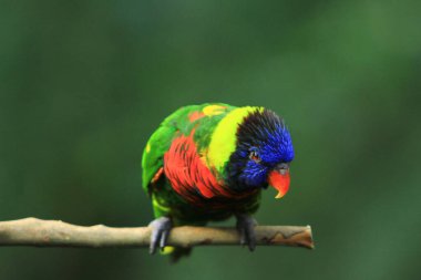 Papağan, Hong Kong Parkı 'ndaki dev kuşhanenin bir dalında dinleniyor..