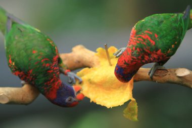 Papağan, Hong Kong Parkı 'ndaki dev kuşhanenin bir dalında dinleniyor..