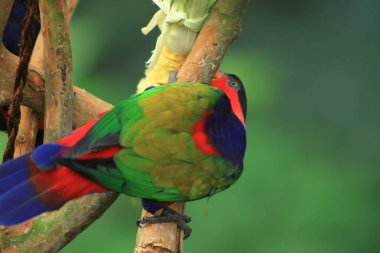 Papağan, Hong Kong Parkı 'ndaki dev kuşhanenin bir dalında dinleniyor..
