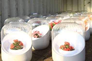 31 Ocak 2010 Batı Kowloon Parkı 'nda Sanat Kurma Sanatı