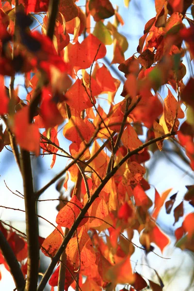 Autumn Leaf Leaves Turning Red Antumn — Photo