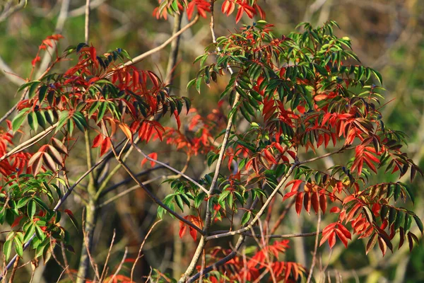 Folha Outono Folhas Ficando Vermelho Antumn — Fotografia de Stock