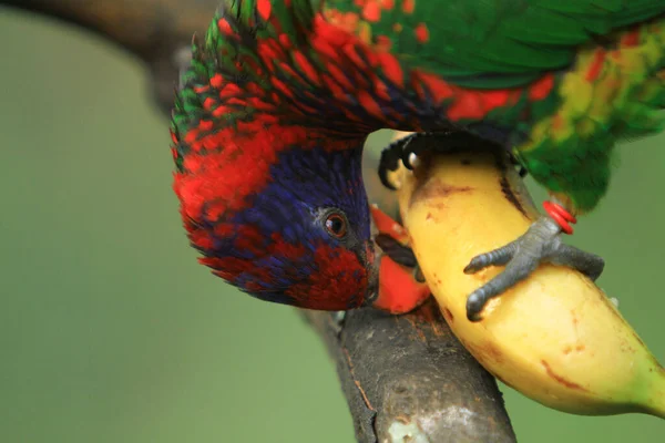 Papuga Spoczywa Gałęzi Gigantycznej Ptaszarni Hong Kong Park — Zdjęcie stockowe