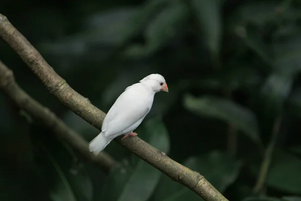 White Color Java Sparrow Ricebird — Photo