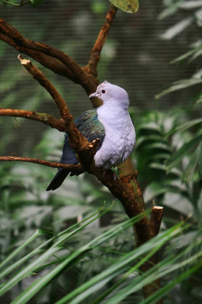 Die Junge Taube Ruht Sich Auf Dem Baum Aus — Stockfoto