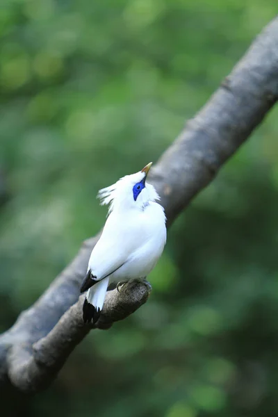 Bali Myna Vogel Het Edward Youde Aviary Hong Kong Park — Stockfoto