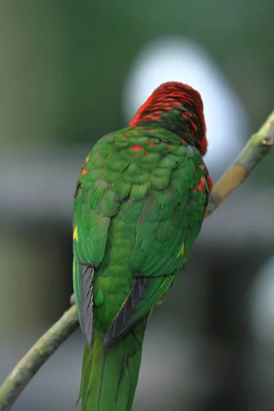 Parrot Rests Branch Giant Aviary Hong Kong Park — Stock Photo, Image