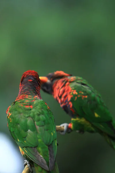 Perroquet Repose Sur Une Branche Dans Volière Géante Dans Parc — Photo