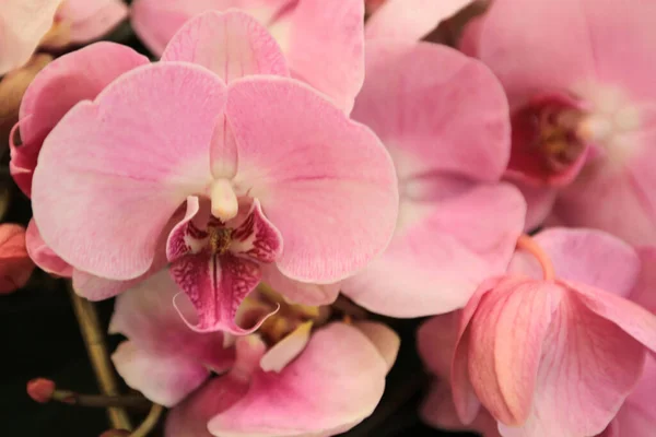 Jan 2010 Schöne Orchideenblume Blüht Schöner Blumengarten — Stockfoto