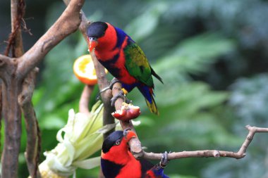 Papağan, Hong Kong Parkı 'ndaki dev kuşhanenin bir dalında dinleniyor..