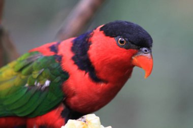 Papağan, Hong Kong Parkı 'ndaki dev kuşhanenin bir dalında dinleniyor..