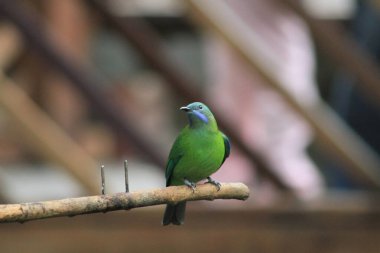 Altın yapraklı kloropsis aurifronlar bir dala tünemişti..