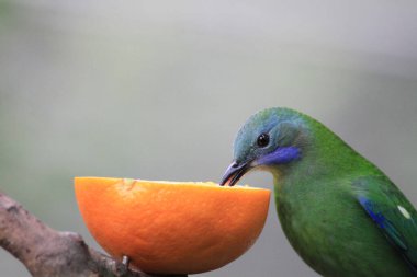 Altın yapraklı kloropsis aurifronlar bir dala tünemişti..