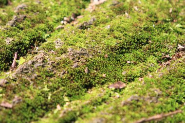 Yerde güzel yeşil bir yosun, yosun yakın plan, makro.. 