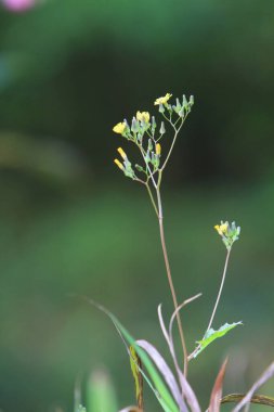 Ayrılma görüntüsü, ağaç arkaplanı