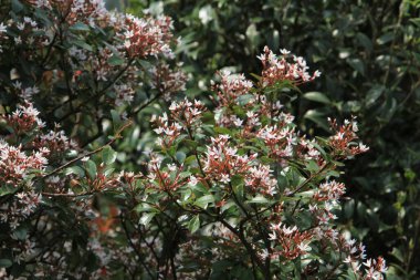 Hong Kong 'un doğa arka planında izin