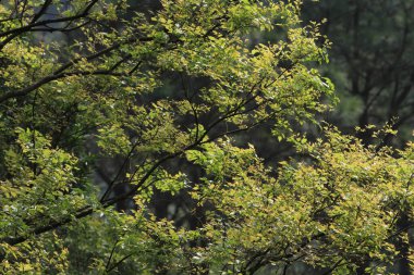 Parktaki yeşil yaprakların doğası.