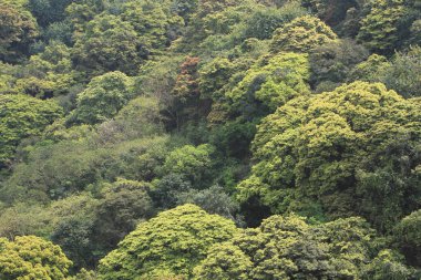 Parktaki yeşil yaprakların doğası.