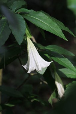 Güzel beyaz melekler Trompet Brugmansia Cypress Bahçeleri