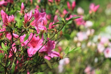 Beyaz Azalea 'nın çiçek tarhı parktaki çiçekler, hk