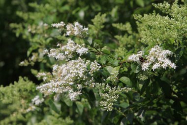 Beyaz Profüzyon Kelebek Bush, 