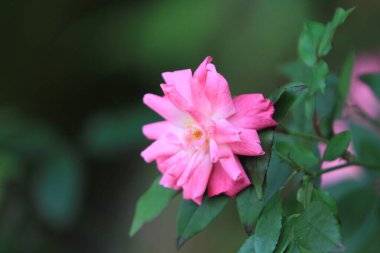 Doğada çiçek, baharda çiçek.