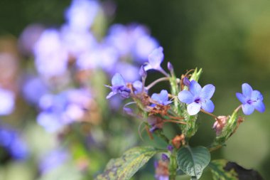 Büyük mavi lobelia Lobelia Siphilitica çiçeği yazın sonlarında orta Virginia 'da.