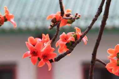 Bombax Ceiba, Doğu 'da bulunan popüler bir süs ağacı.