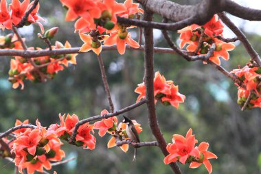 Bombax Ceiba, Doğu 'da bulunan popüler bir süs ağacı.