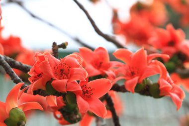 Bombax Ceiba, Doğu 'da bulunan popüler bir süs ağacı.