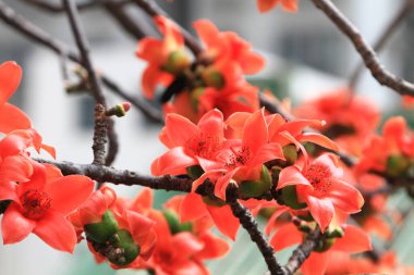 Bombax Ceiba, Doğu 'da bulunan popüler bir süs ağacı.