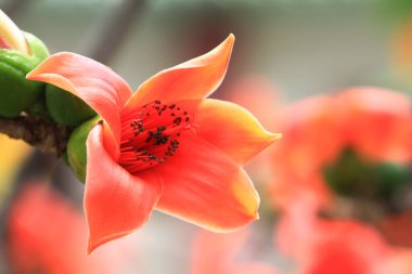 Bombax Ceiba, Doğu 'da bulunan popüler bir süs ağacı.