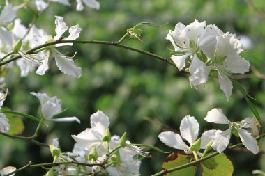 Bauhinia variegata 'nın beyazı Yuen long' da.