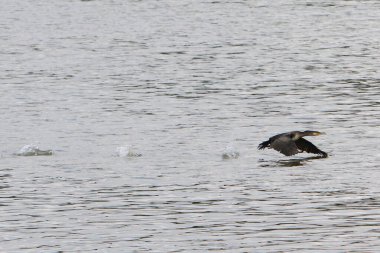 Yırtıcı kuş, arka planda orman, doğal yaşam ortamında hayvan, vahşi yaşam.