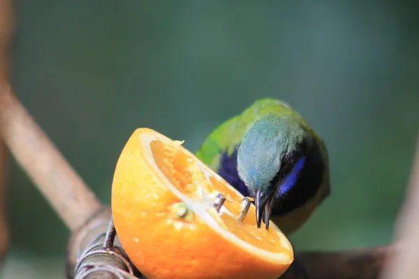 Leafbird Pomerančovým Břichem Nachází Všude Parku — Stock fotografie