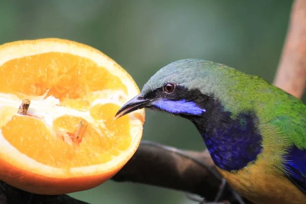 Leafbird Pomerančovým Břichem Nachází Všude Parku — Stock fotografie