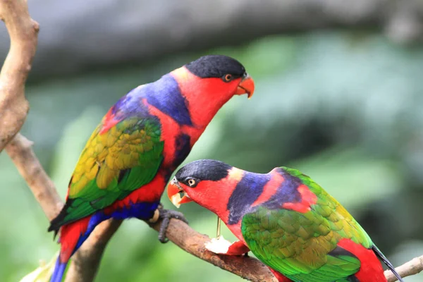 Papegoja Vilar Gren Den Gigantiska Flygkroppen Hong Kong Park — Stockfoto