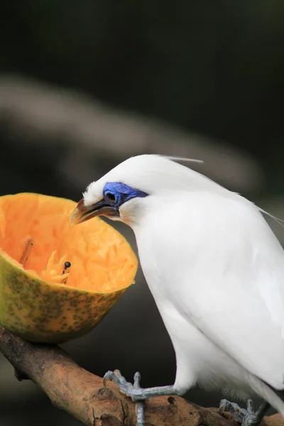 Bali Myna Pták Edward Youde Aviary Hong Kong Park — Stock fotografie