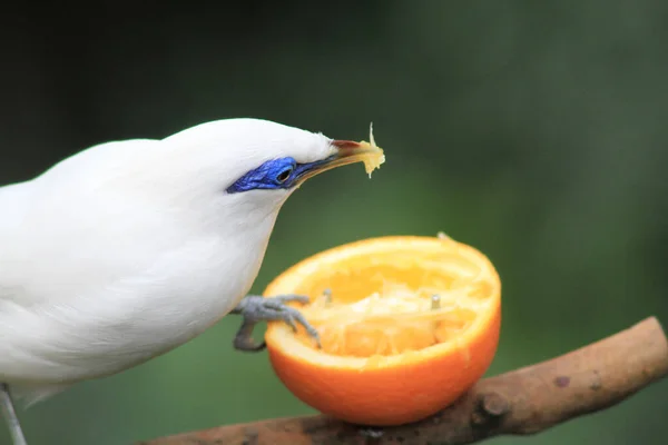 Bali Myna Pták Edward Youde Aviary Hong Kong Park — Stock fotografie