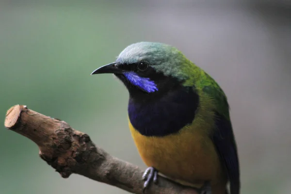 Оранжево Брюшная Leafbird Можно Найти Повсюду Парке — стоковое фото